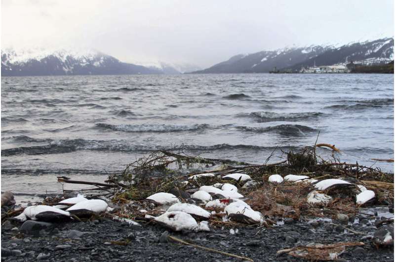 Starving seabirds on Alaska coast show climate change peril