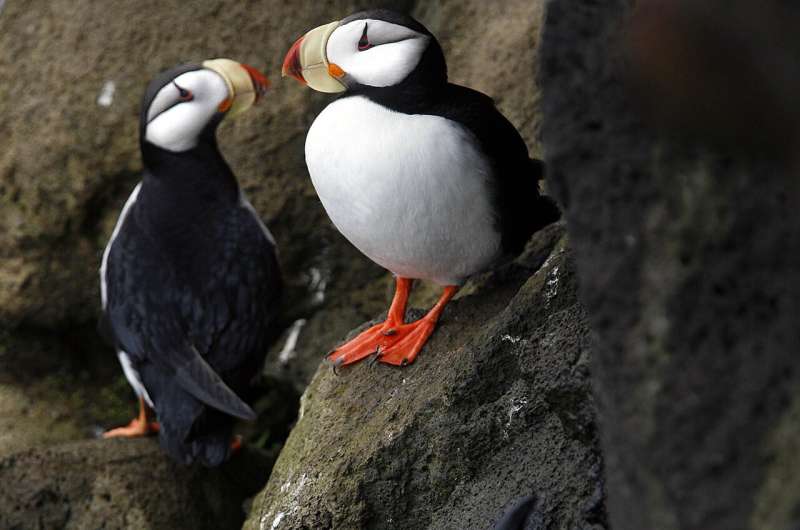 Starving seabirds on Alaska coast show climate change peril
