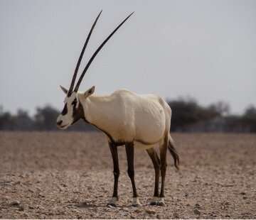 Staying alive, Arabian oryx style