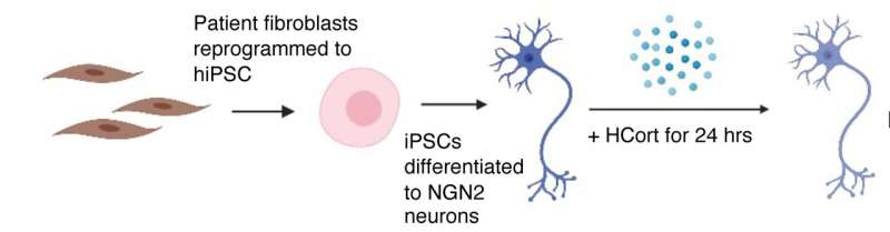 Stem cell study reveals how neurons from PTSD patients react to stress