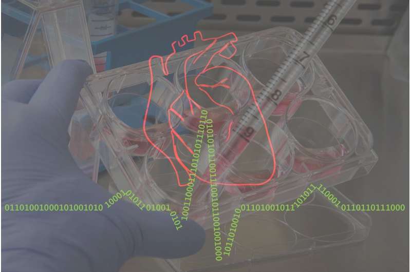 Stem cells and AI team up to predict cardiac arrhythmias in patients
