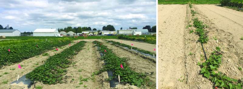 Steps for successfully growing sweet potatoes in Washington