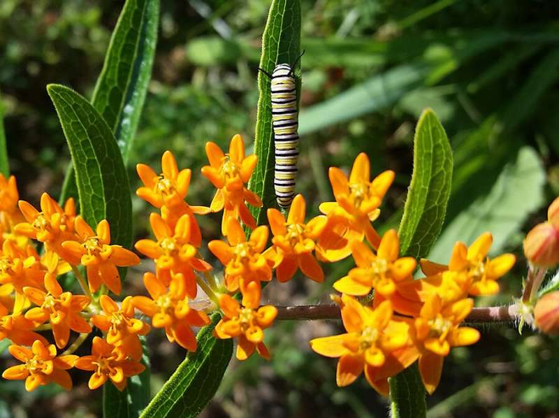 Store-bought milkweed plants can expose monarch caterpillars to harmful pesticides