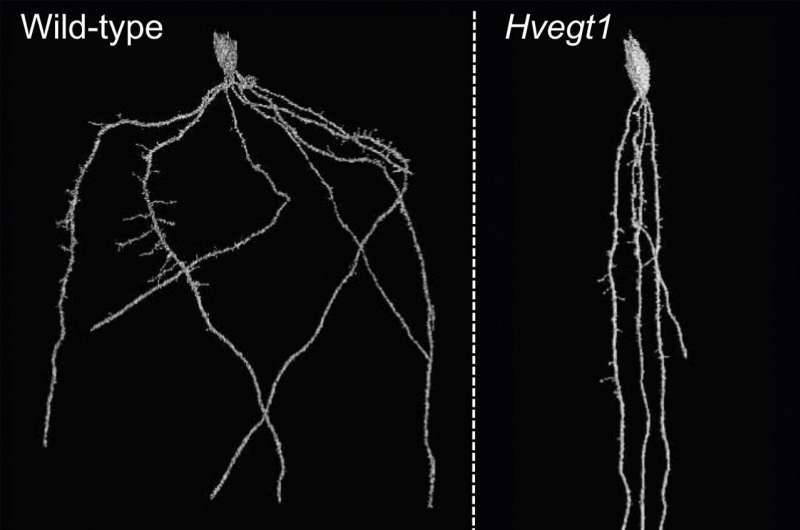 Straightening out kinky roots captures carbon and avoids drought stress