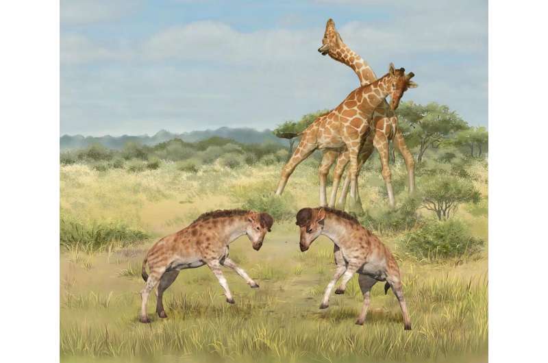 Strange fossil solves giraffe evolutionary mystery