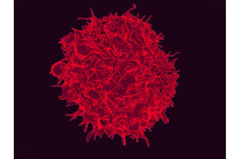 Strengthening the immune response to cancer