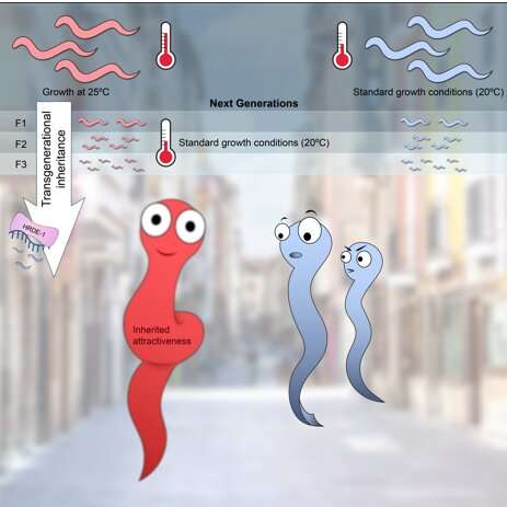 Stressed out worms use epigenetic inheritance to produce more sexually attractive offspring