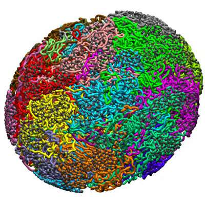 Stresses and hydrodynamics -- Scientists uncover new organizing principles of the genome