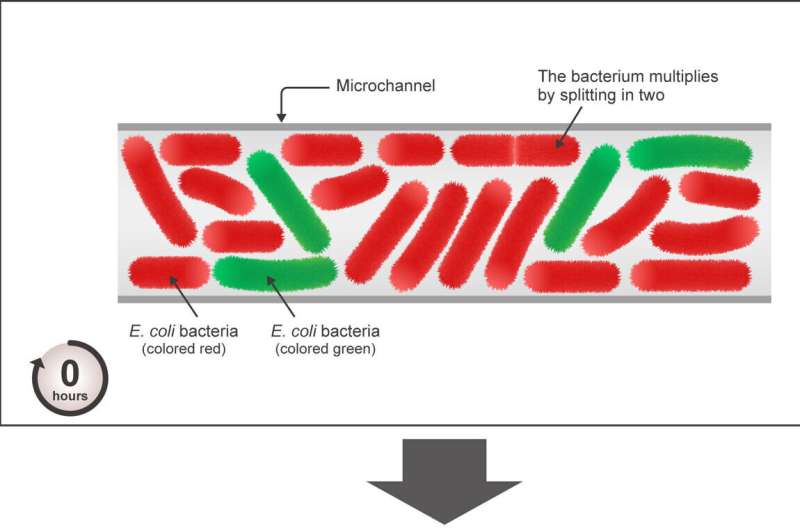 Striking lane-like patterns found in bacteria populations