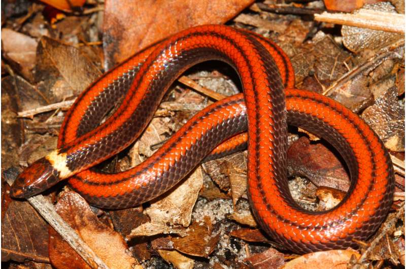 Striking new snake species discovered in Paraguay