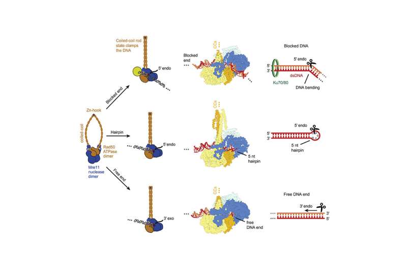 Structural and mechanistic insight into DNA repair