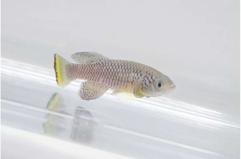 Studies in African killifish reveal how the immune system ages