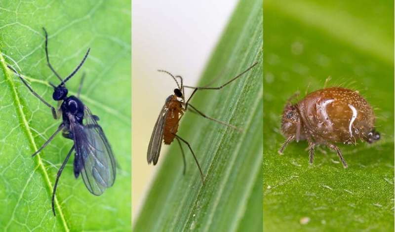 Study begins to unravel the mysterious evolution of fatherless male insects