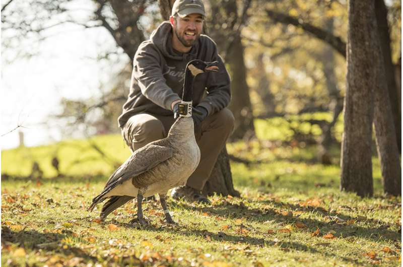 Study: Canada geese beat humans in longstanding territory battle