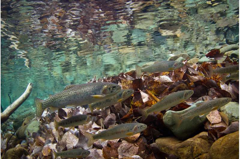 Study: Climate change, invasive species drive native trout declines