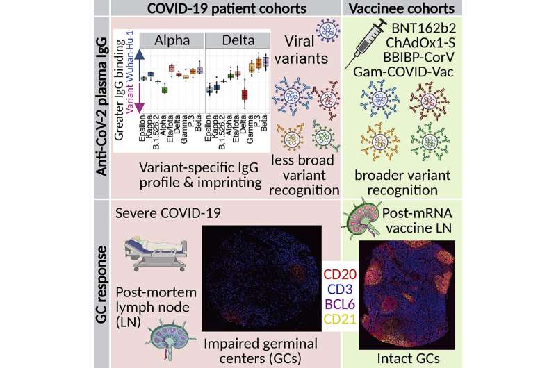 Study: COVID-19 vaccination may protect against variants better than natural infection