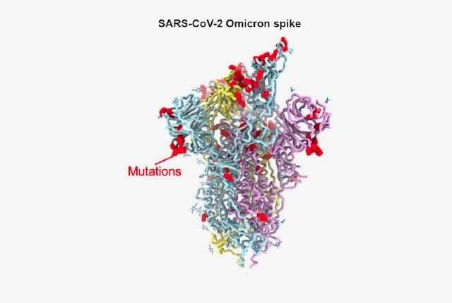 Study details changes in omicron's spike protein