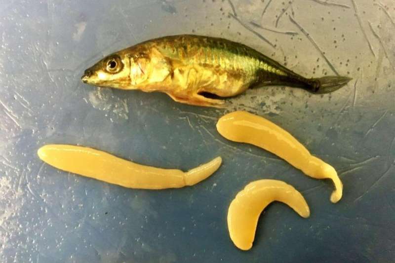 Study details how some fish cope with parasites, with implications for human health