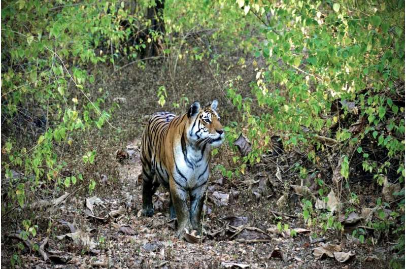 Study establishes key areas for tiger movement in central India