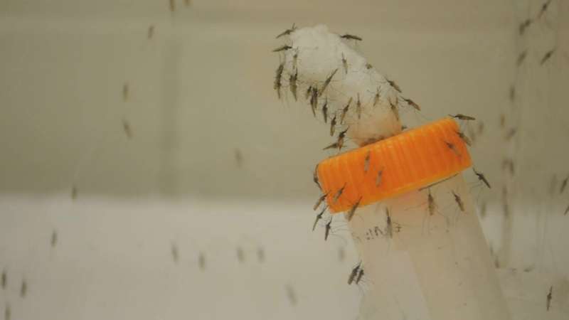Study examines bacteria living in and on mosquitoes
