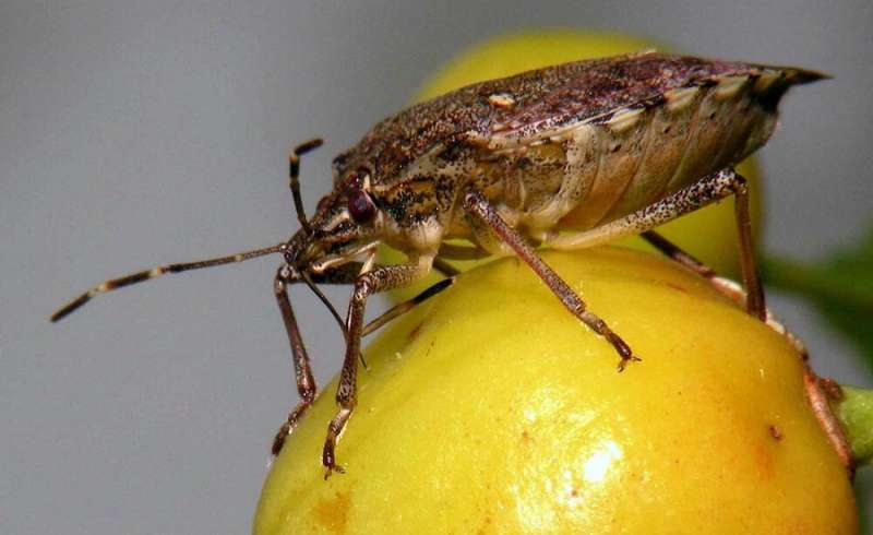 Study examines relationship between two natural enemies of brown marmorated stink bug pest