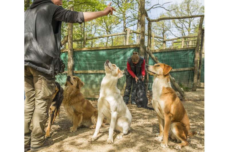 Study fails to show that dogs or wolves can form reputations of humans
