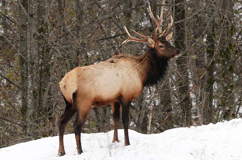 Study finds elk hoof disease may affect antlers – WSU Insider