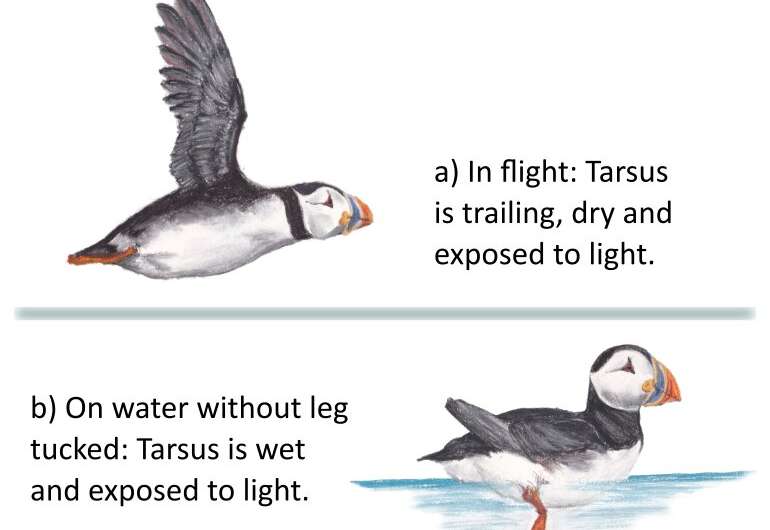 Study finds flightless Puffins vulnerable to winter storms for two months a year