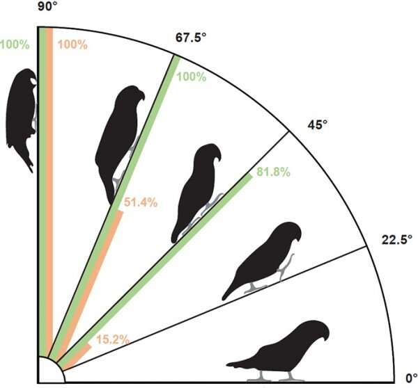 Study finds parrots use their heads as a “third limb”