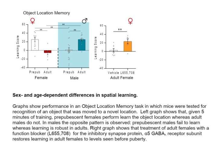 Study finds that hippocampal learning worsens in female rodents and improves in males during puberty
