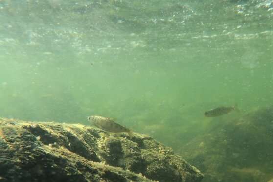 این مطالعه نشان داد که جریان رودخانه با فراز و نشیب جمعیت ماهی قزل آلا چینوک در حال انقراض مرتبط است.