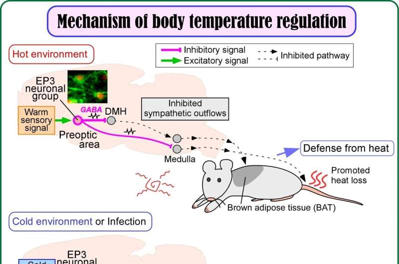 Study identifies key neurons that maintain body temperature at 37°C in mammals