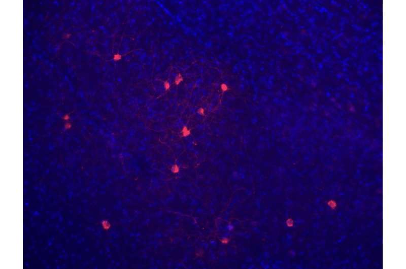 Study identifies neural connections that regulate prosocial and selfish behavior in mice