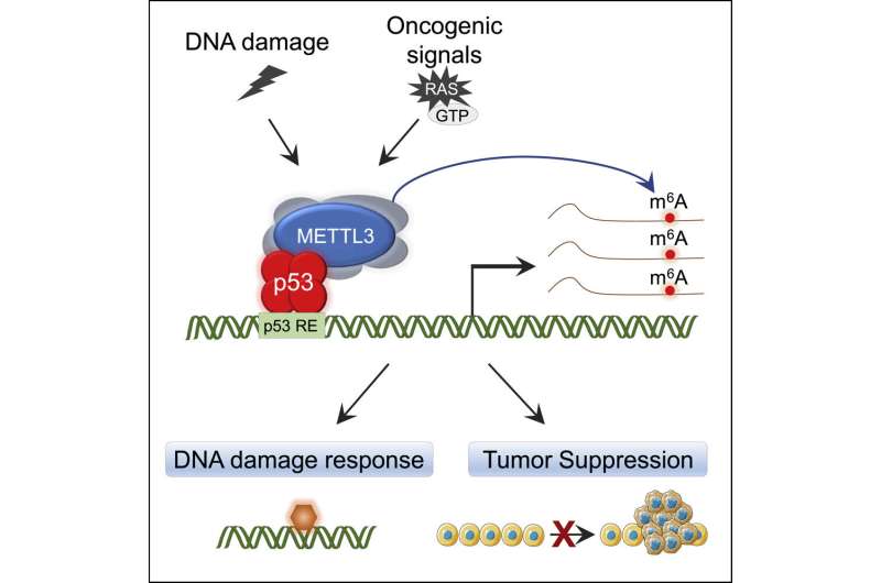 Study identifies new mechanisms that boost p53 signaling and tumor suppression