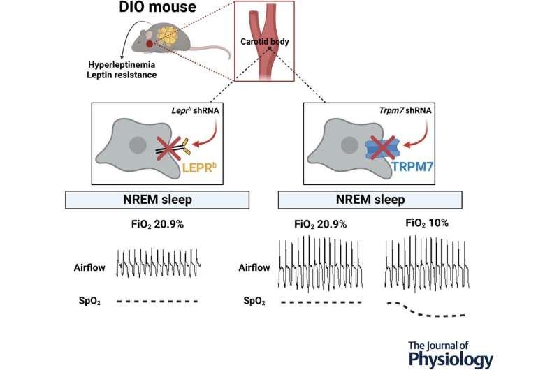 Study identifies potential new treatment target for sleep apnea
