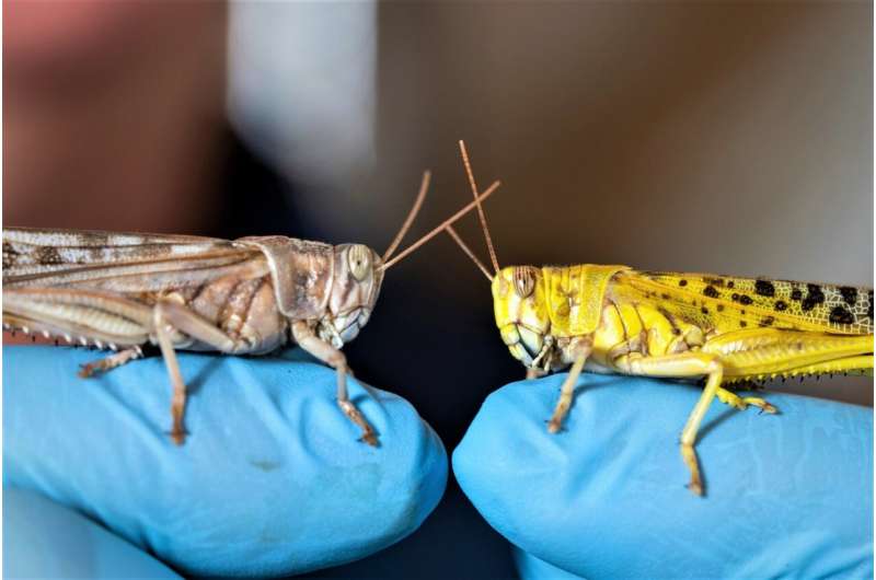 Study identifies sex-adapted color-change gene in locusts
