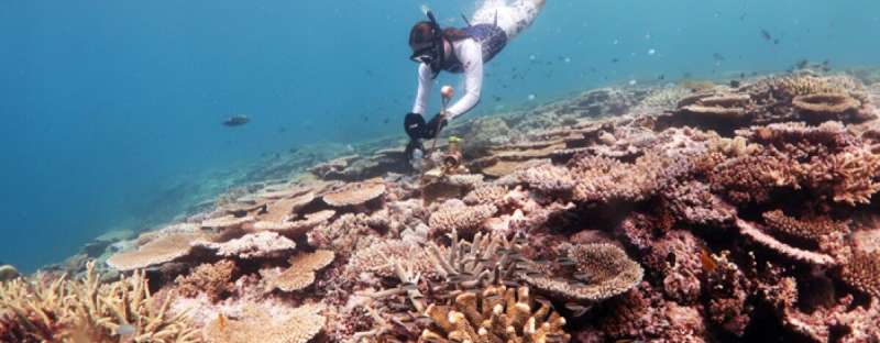Study looks at how coral samples from Australia's Great Barrier Reef fare in acidic conditions