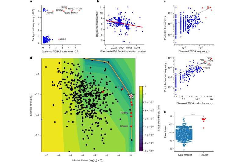 Study modeling tumor evolution reveals a vulnerability for cancer prevention and therapy