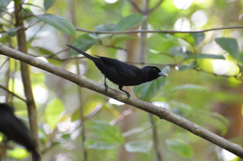 Study: More than one way to build a black bird