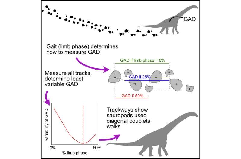 Study of sauropod tracks shows the dinosaurs had a gait unlike any creature alive today