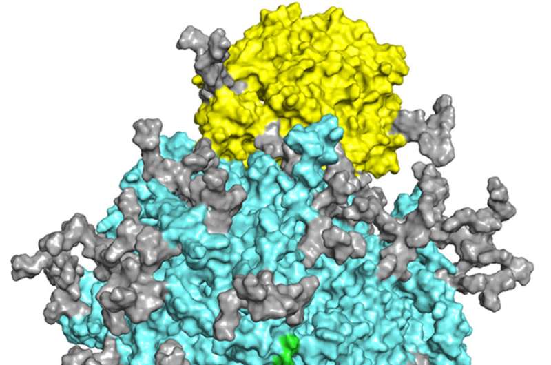 Study: Often overlooked, molecules called glycans regulate COVID-19 spike protein function