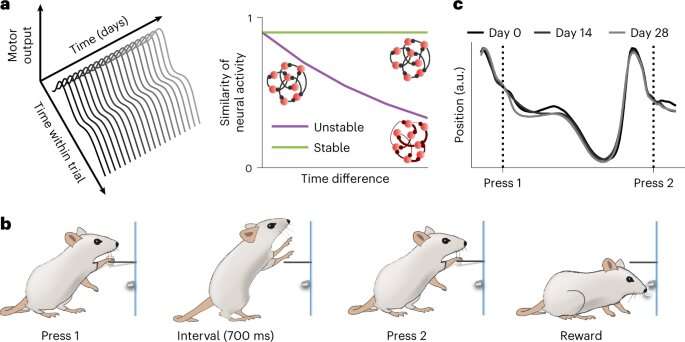 Study on rodents shows that the activity of single motor neurons is stable over time 