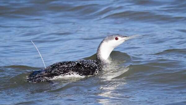 Study pinpoints annual migration of red-throated loons in the eastern U.S.