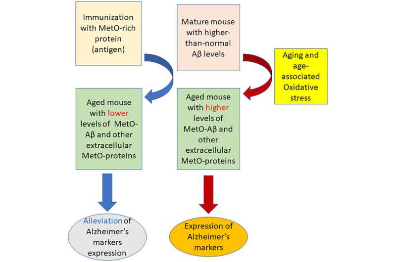 Study preserves memory in mice, offering promising new basis for active immunization against Alzheimer's disease