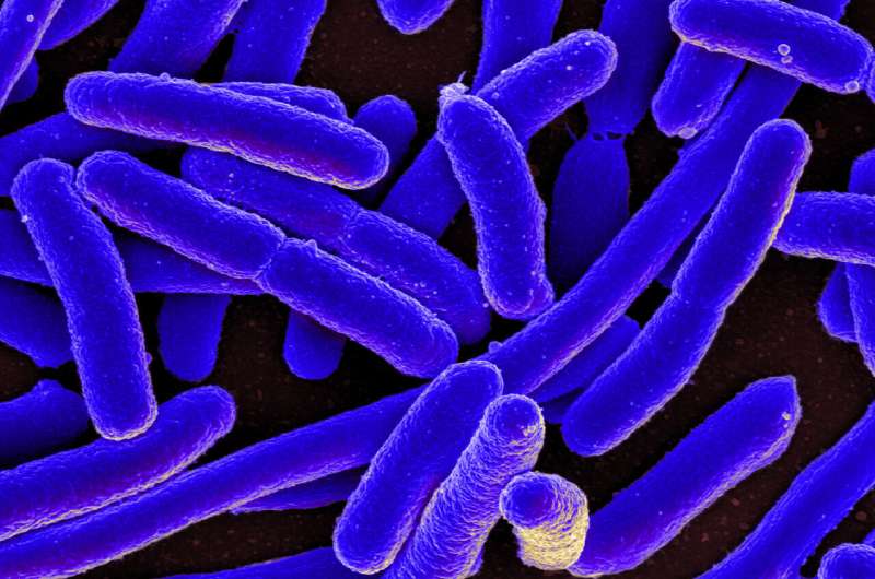 Study provides clues on why some bad infections persist