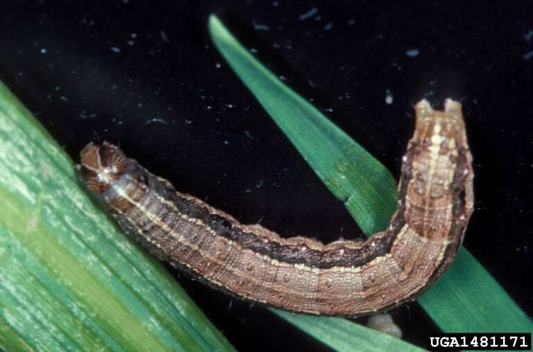 Study provides comprehensive review of devastating fall armyworm pest