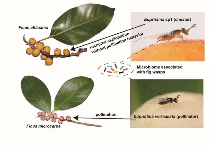 Study provides insights into how microbiome community and metabolic functions may couple with fig-wasp mutualism