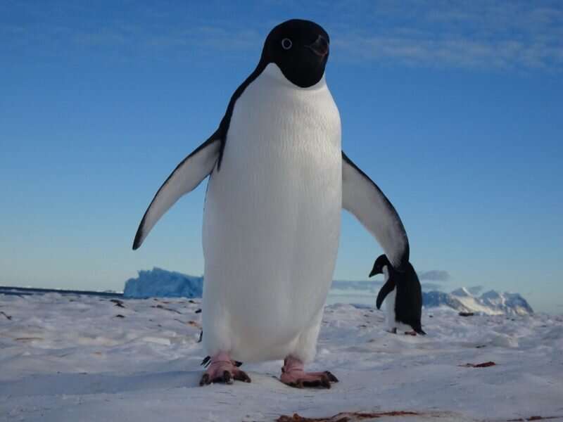 Study reveals 60 million years of penguin evolution