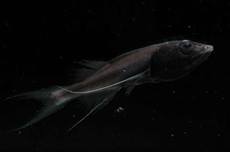 Study reveals how ancient fish colonized the deep sea