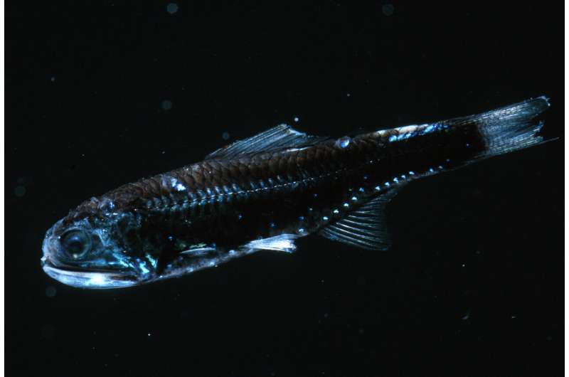 Study reveals how ancient fish colonized the deep sea - Phys.org